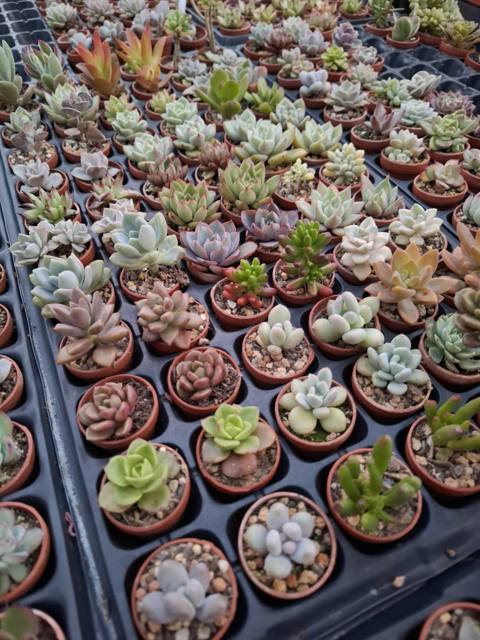 10 Pack Succulent Babies (rooted in 2.5cm pot) – Random 10 pots