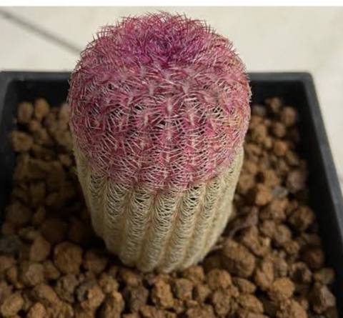 Echinocereus rigidissimus rainbow cactus 紅太陽