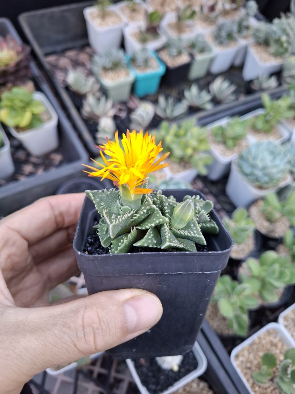 Faucaria tigrina (Tiger Jaws) 虎爪