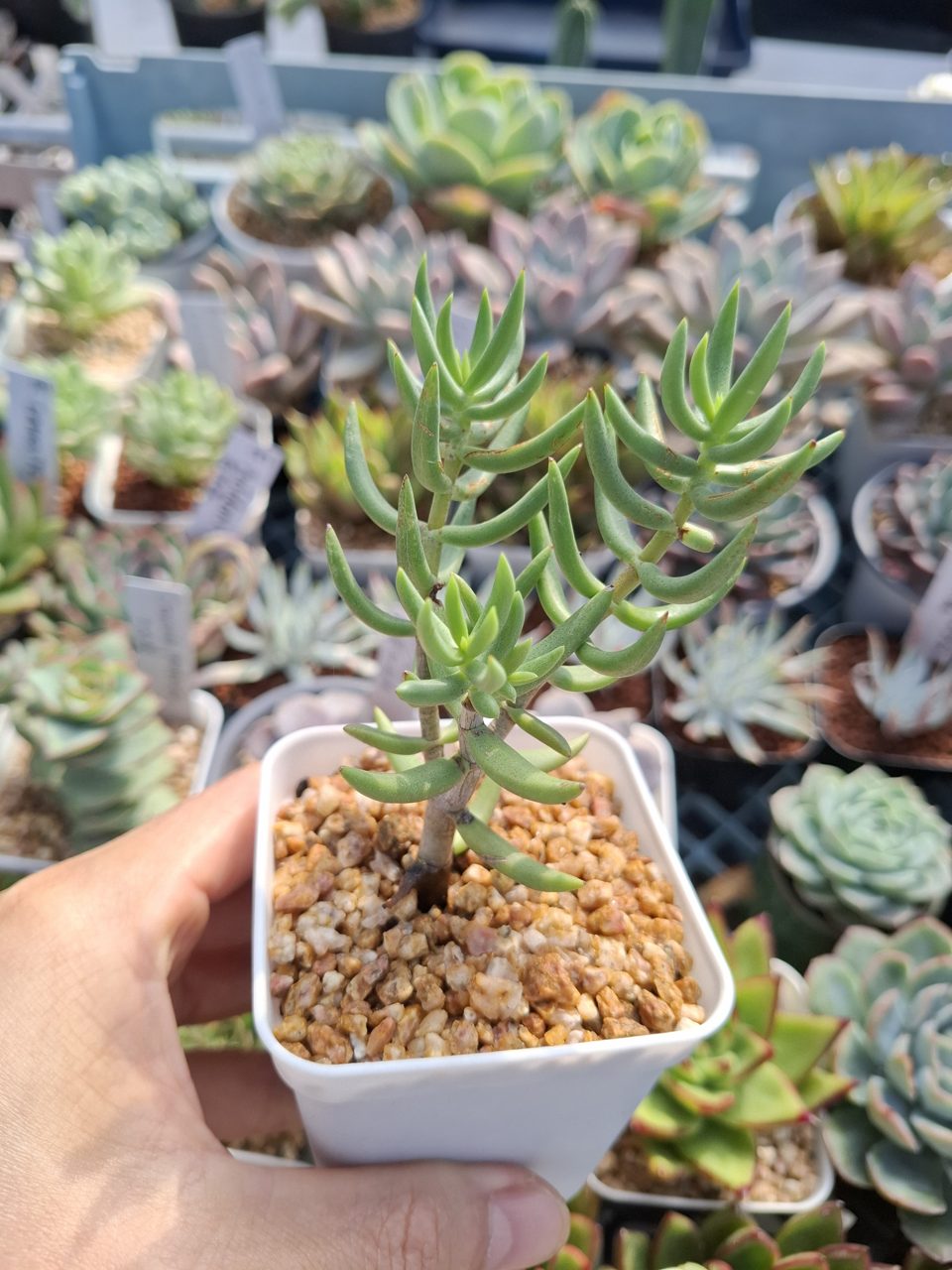 Crassula tetragona テトラゴナ桶葉菊/桃源鄉