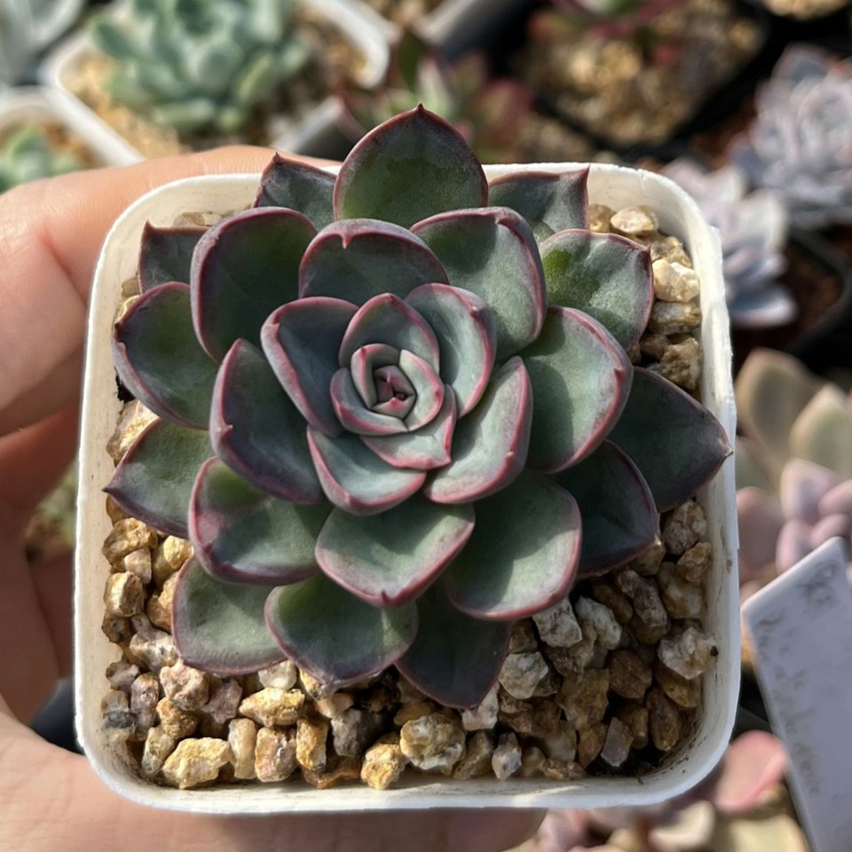 Echeveria Dragonfly