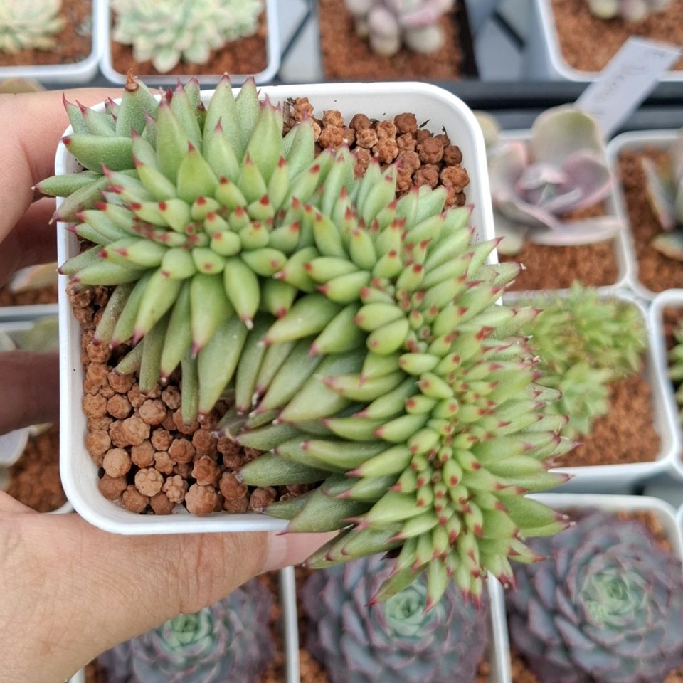 Echeveria agavoides cristata 虎鯨綴化