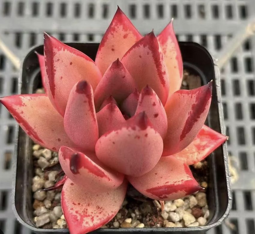 Echeveria Romeo Unguiculata 羅密歐魔爪