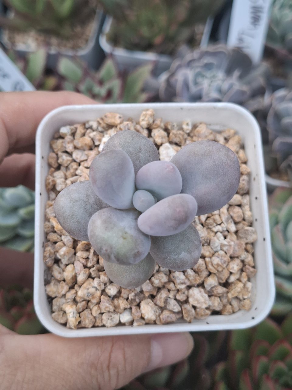 Echeveria Orange snow ball 橙雪球
