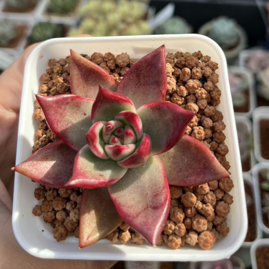 Echeveria red Knight 紅壇烏木