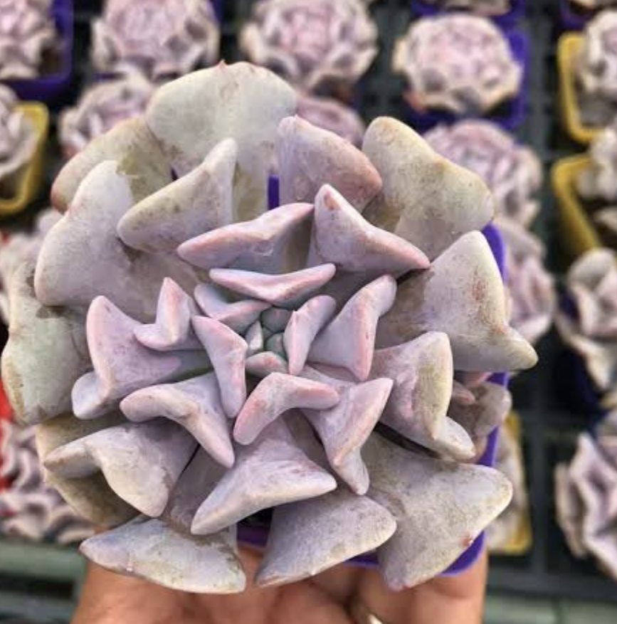 Echeveria Cubic Frost 雪精靈