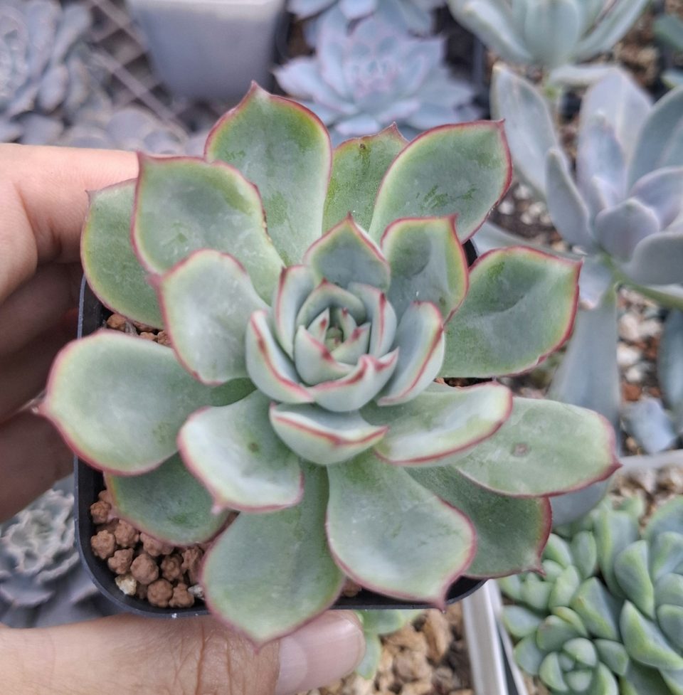 Echeveria 'Moon Goddess' 月光女神