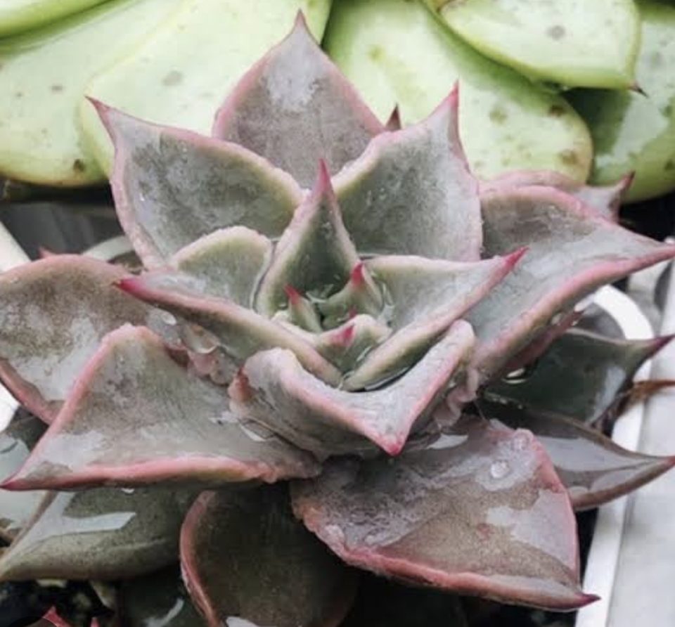Echeveria madiba 馬迪巴