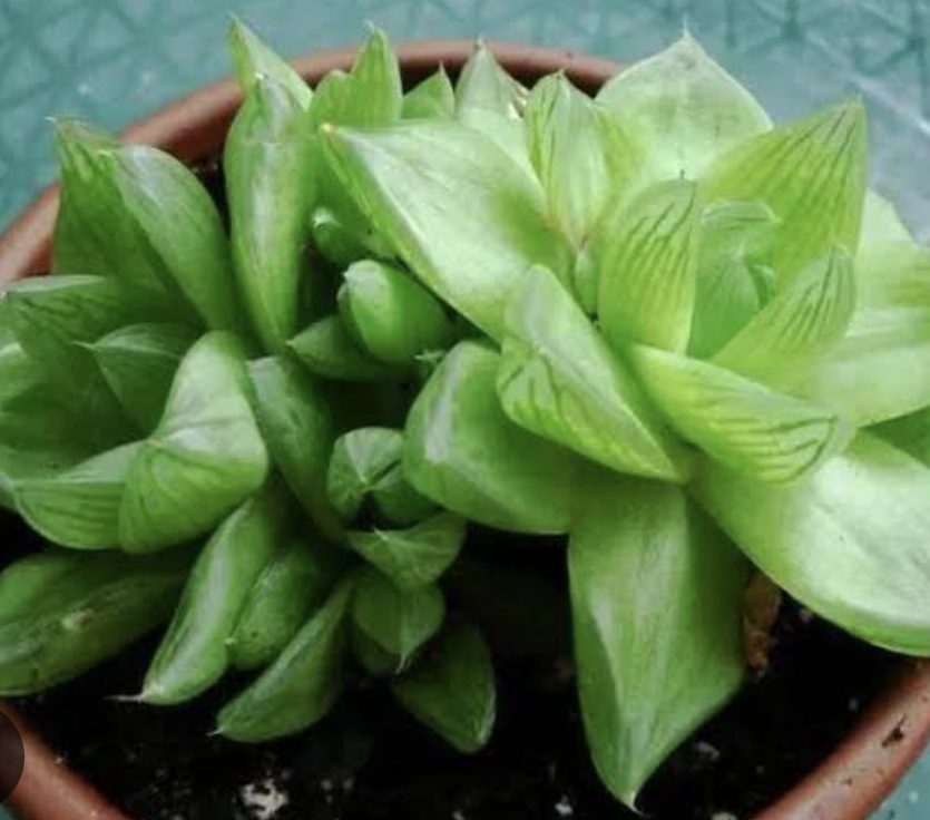 Haworthia cymbiformis 草玉露