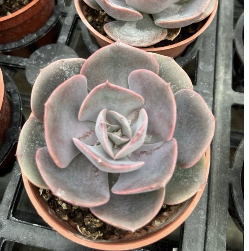 Echeveria Dust Rose 紅塵玫瑰