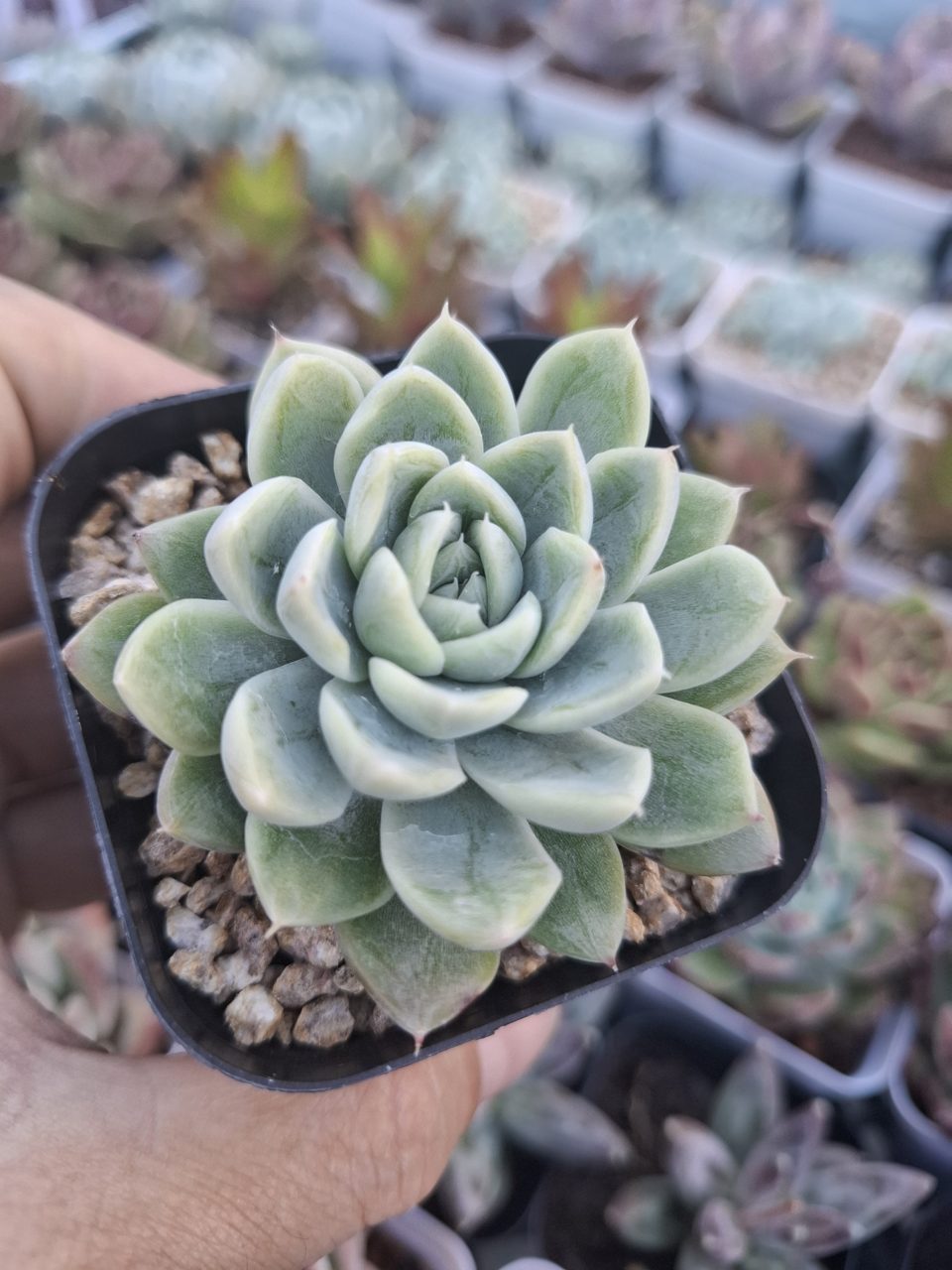 Echeveria Doll Barbie 芭比娃娃