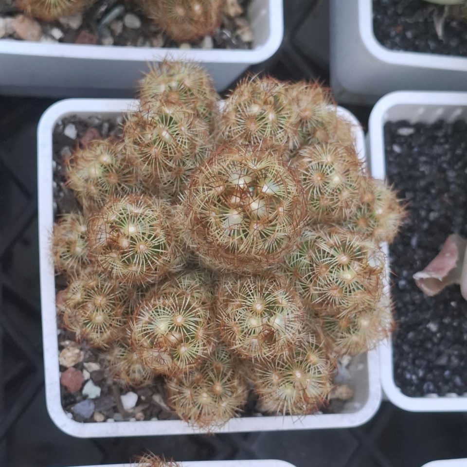 Cactus, Mammillaria Elongata 金手指