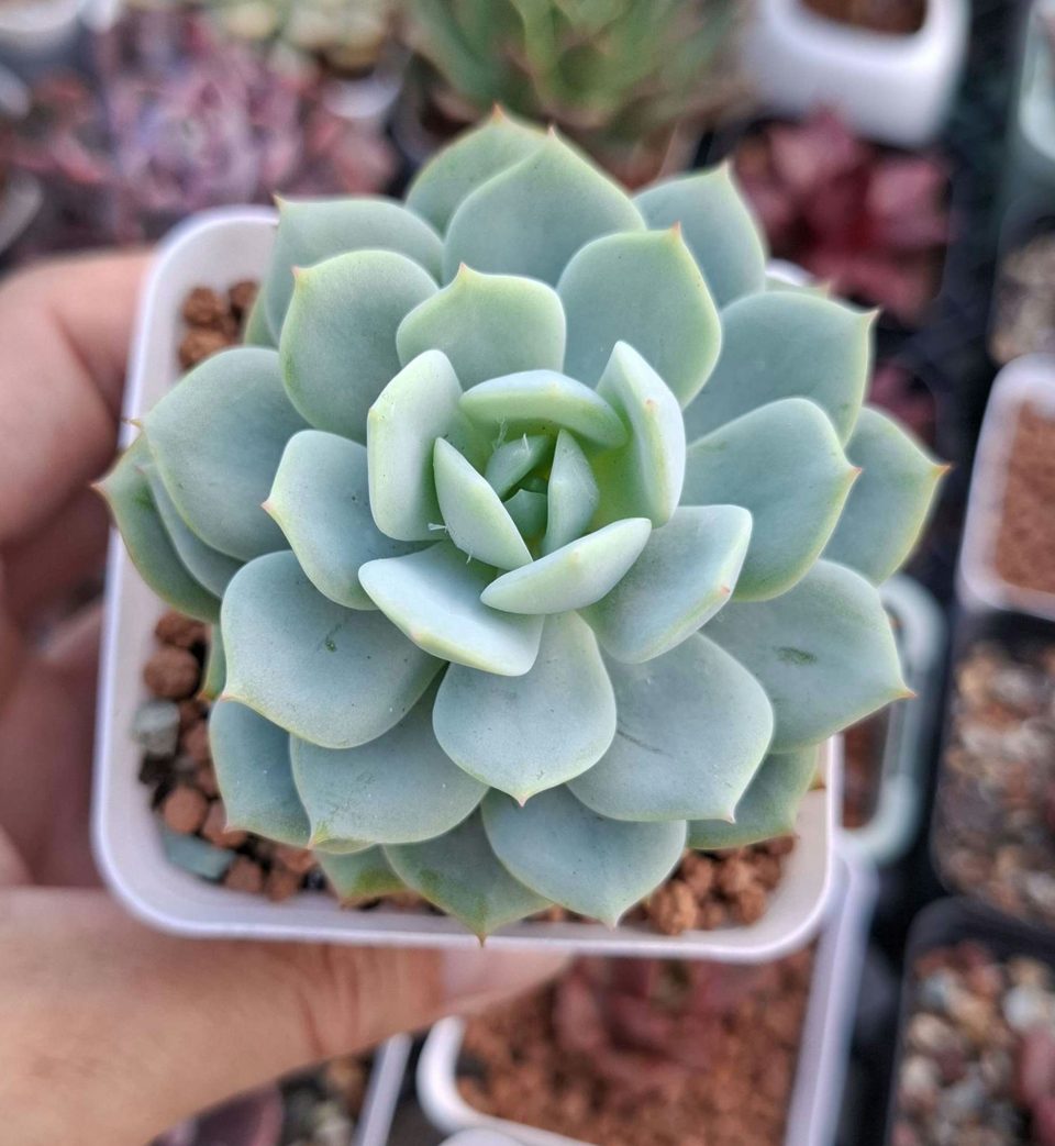 Echeveria Derenbergii 原始靜夜