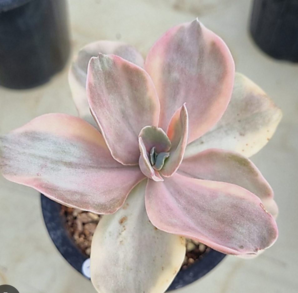 Echeveria Decora variegated 德克拉錦