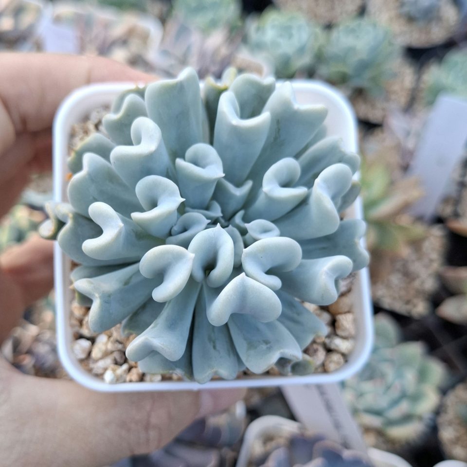 Echeveria 'Topsy Turvy' 特玉蓮