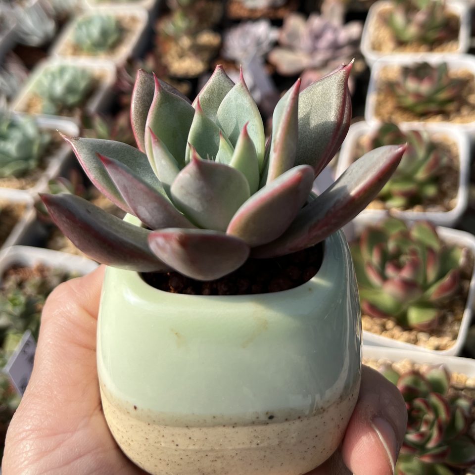 Echeveria agavoides blue moon 藍月