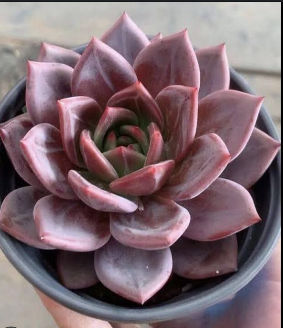 Echeveria purple champagne 紫香檳