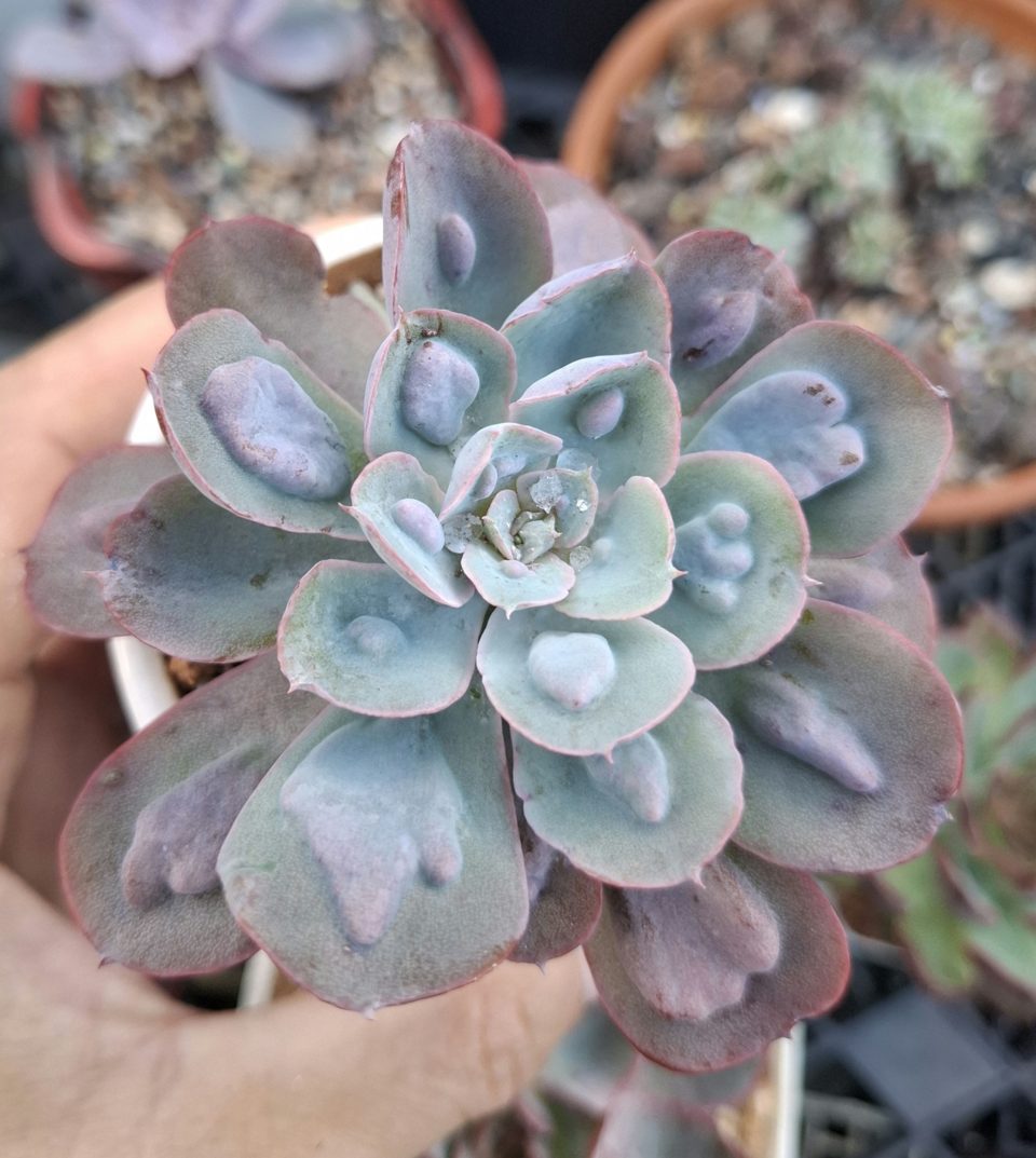 Echeveria RainDrops 雨滴