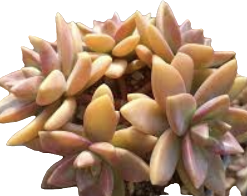 Graptosedum pat's pink 布丁