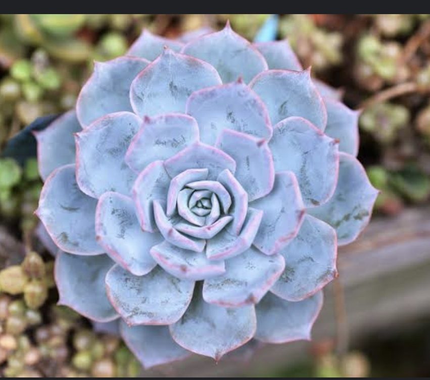 Echeveria morning beauty 老樂