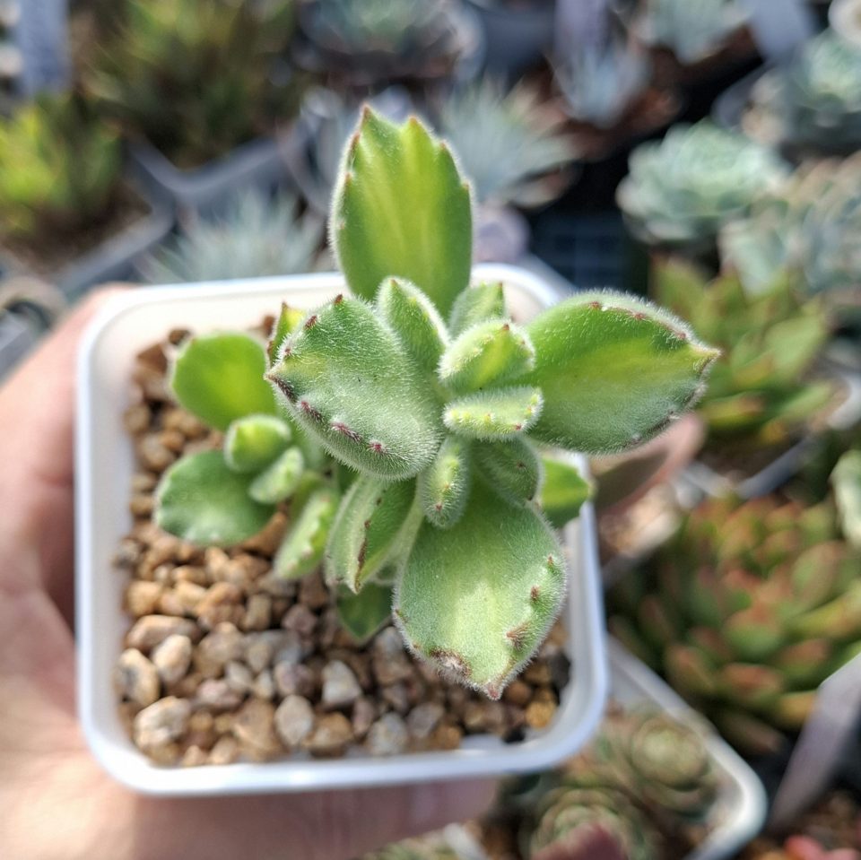 Cotyledon Tomentosa yellow variegated (Bear Paw) 黃熊