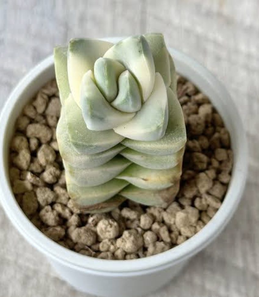 Moonglow variegated 紀之川錦