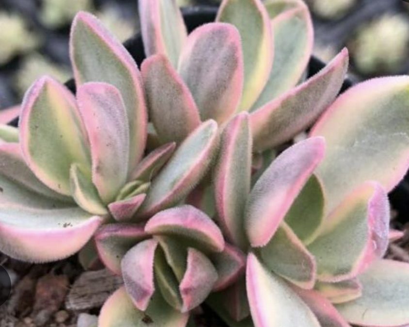 Crassula swaziensis variegata 朝霞錦