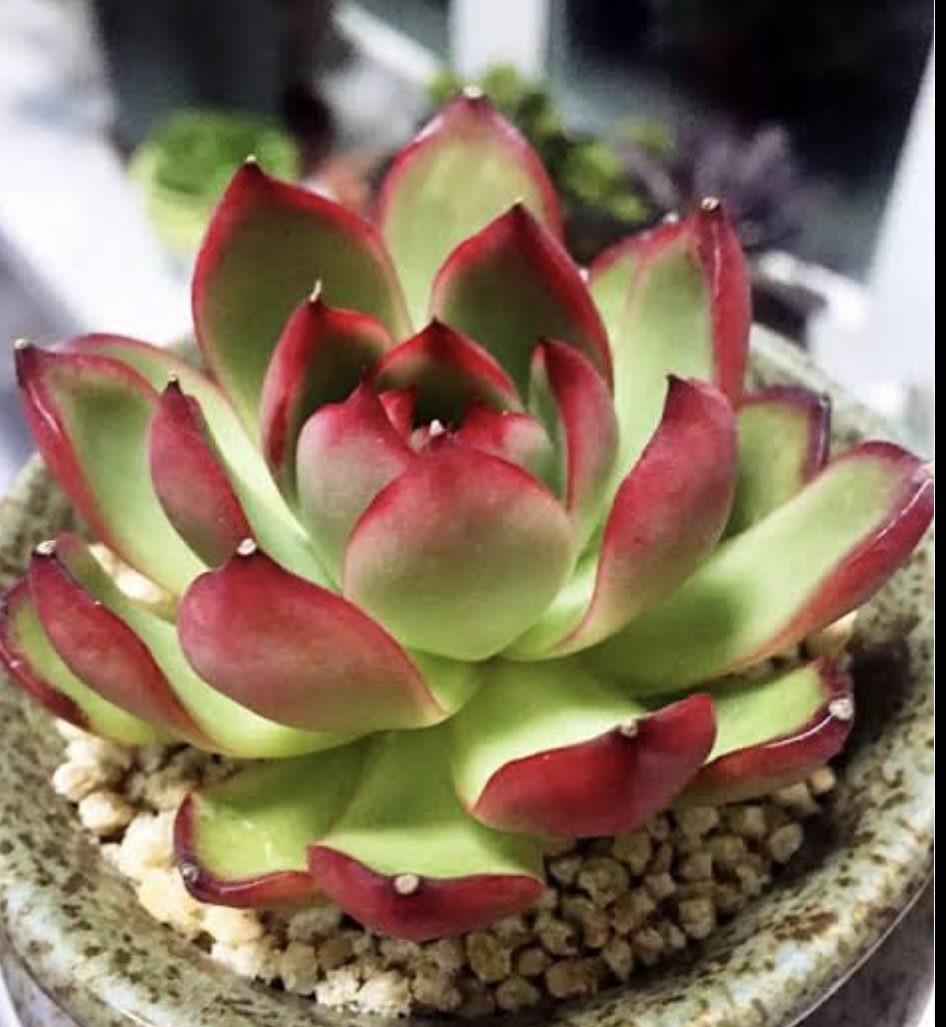 Echeveria benimusume 紅娘