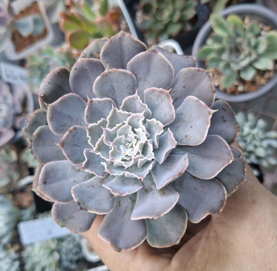Echeveria Shaviana 沙維娜