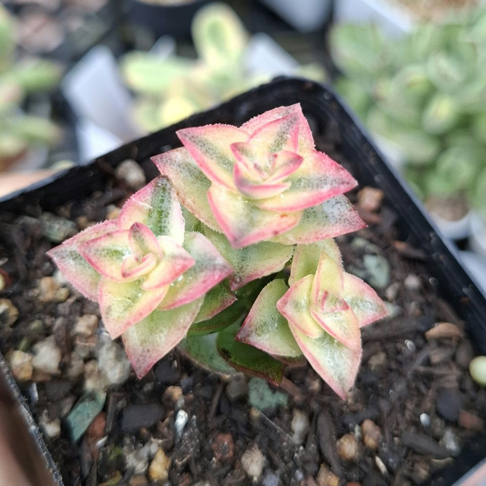 Crassula perforata variegata 南十字星錦