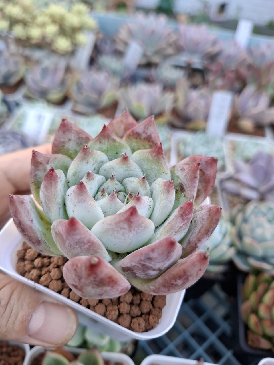 Echeveria colorata Lindsayana 卡蘿拉/林賽