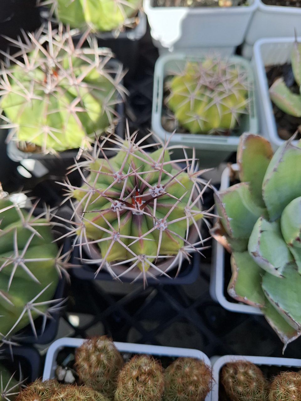 Cactus, MELOCACTUS AMOENUS 層雲