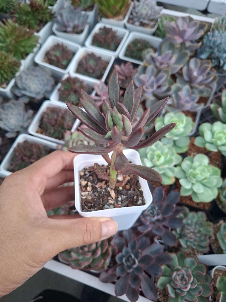 Pachyveria 'Red Banana' (50mm)