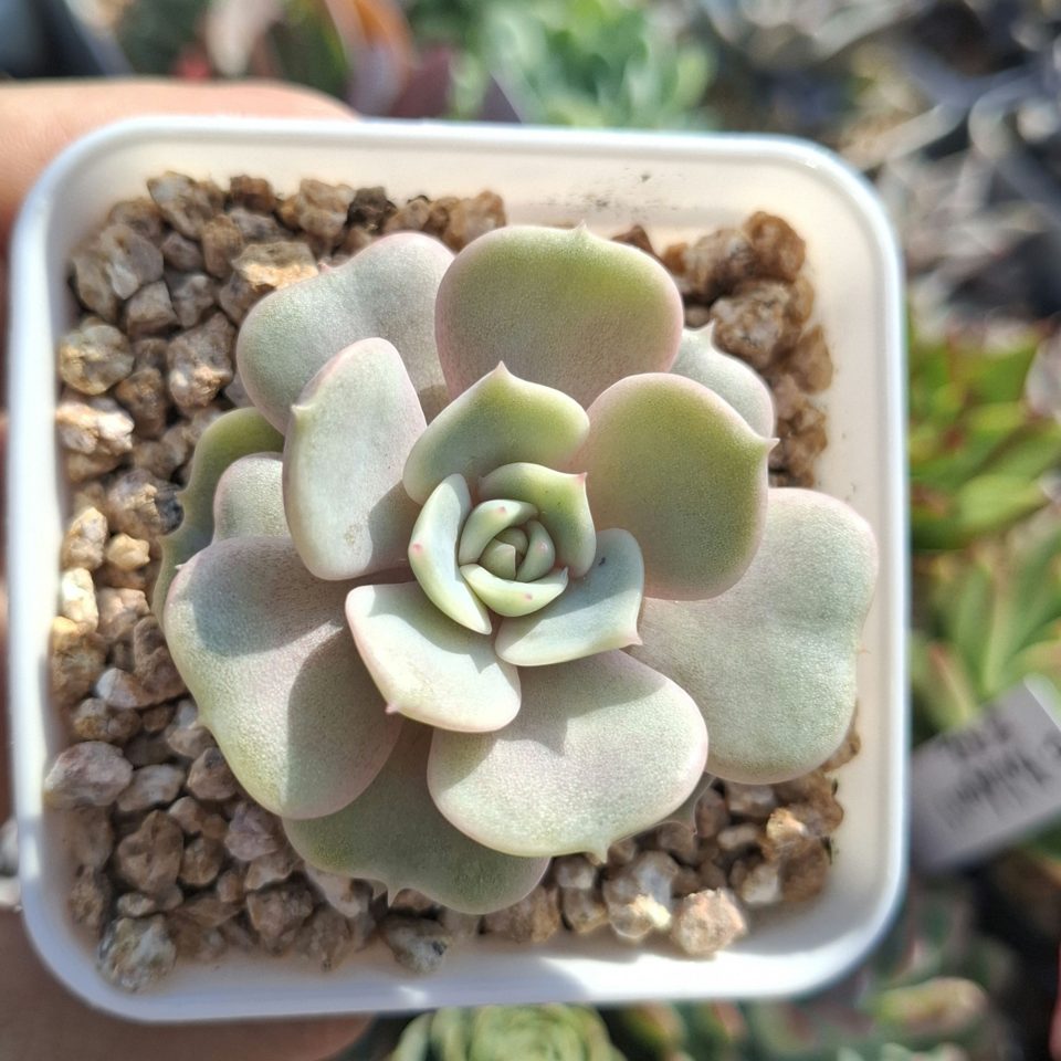 Echeveria Lola 蘿拉