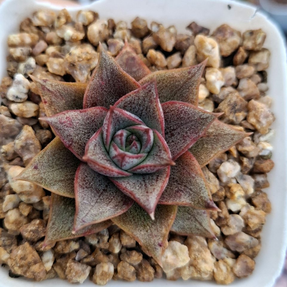 Echeveria Purpursoum 大和錦