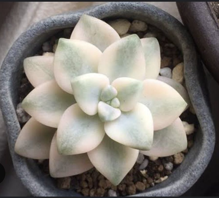 Graptoveria paraguayense bernalense variegated 美杏錦