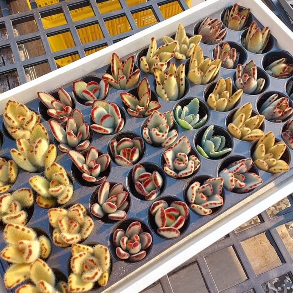 Tray of Claire Shop succulents
