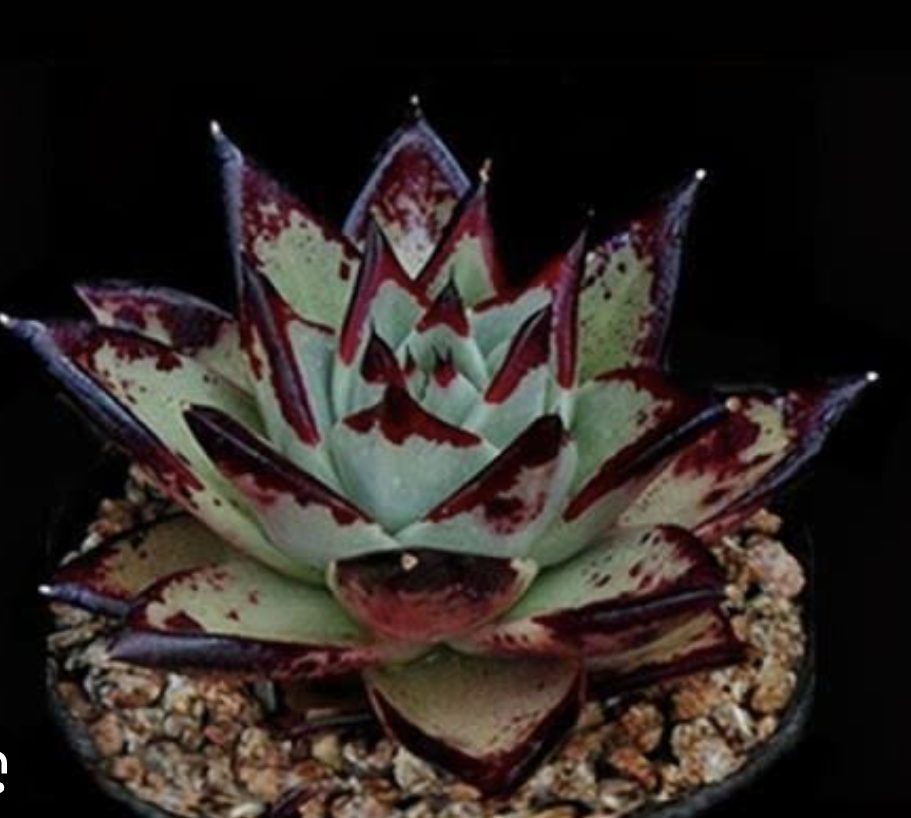 Echeveria Ebony 烏木