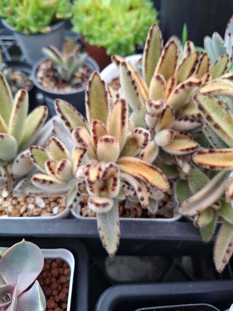 Kalanchoe Golden Girl 黃金兔耳