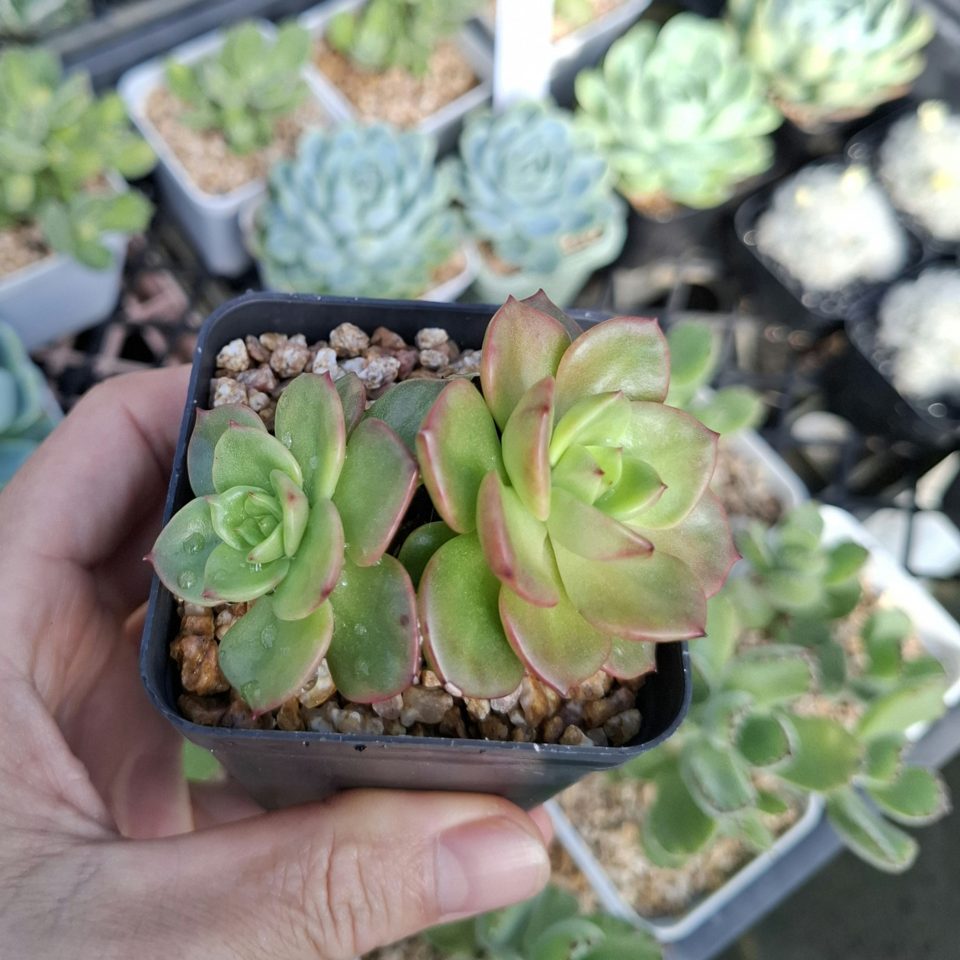 Echeveria Rolly 蠟牡丹