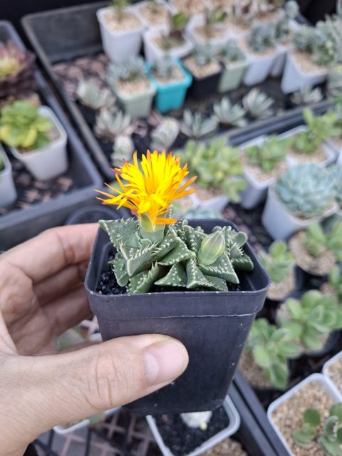 Faucaria tigrina (Tiger Jaws) 虎爪
