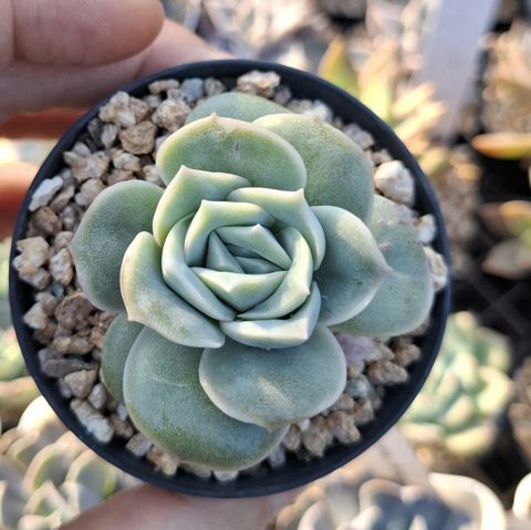 Echeveria lovely Rose 可愛玫瑰