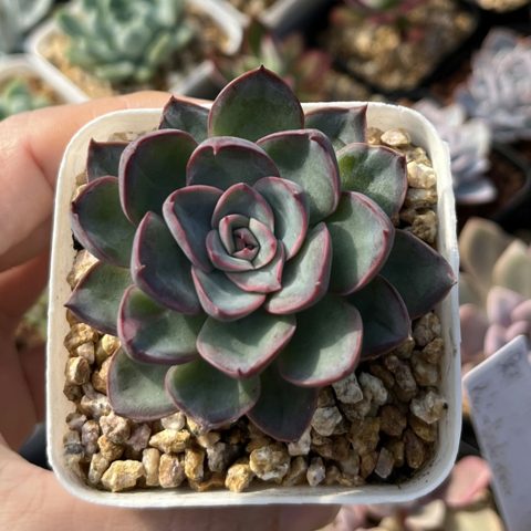 Echeveria Dragonfly