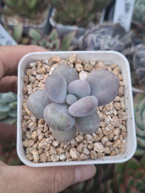 Echeveria Orange snow ball 橙雪球
