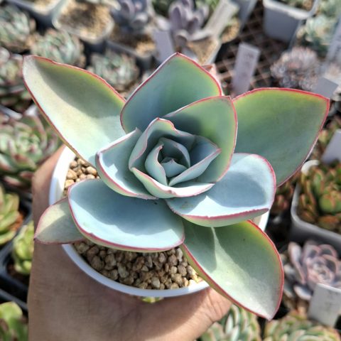 Echeveria Cante(original) 原始凱特,廣寒宮