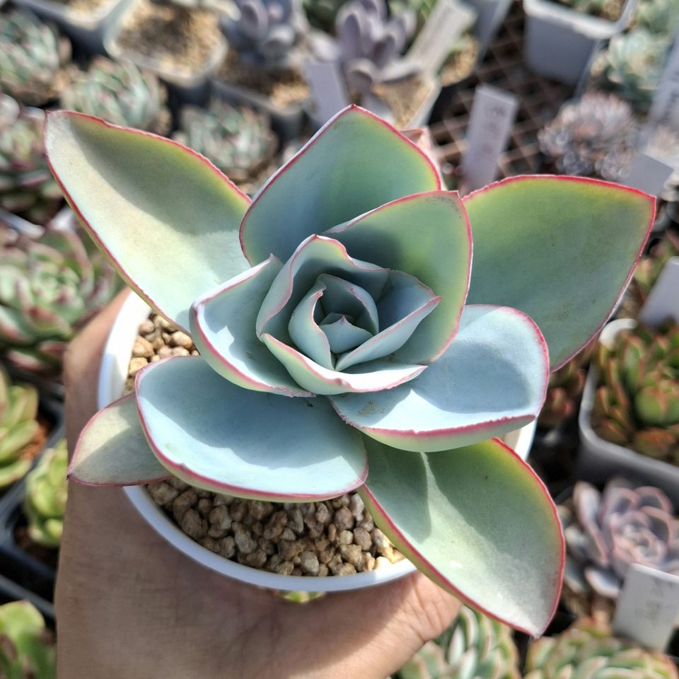 Echeveria Cante(original) 原始凱特,廣寒宮