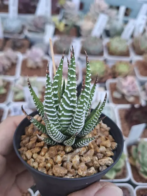 Haworthia Zebra Plant