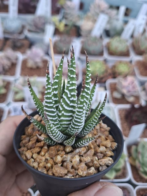Haworthia Zebra Plant