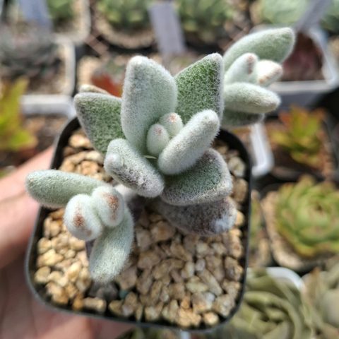 Kalanchoe eriophylla 福耳兔