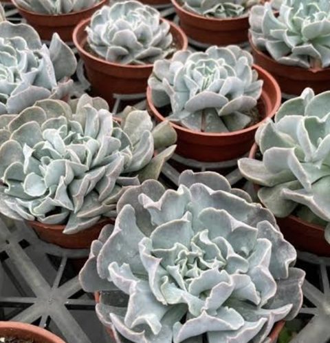 Echeveria Swan Lake 天鵝湖